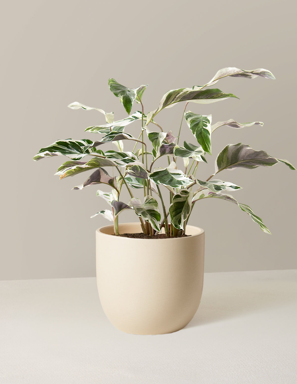 Calathea White Fusion