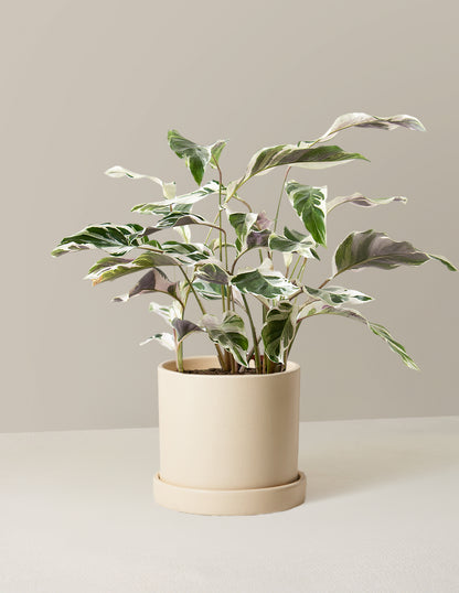 Calathea White Fusion