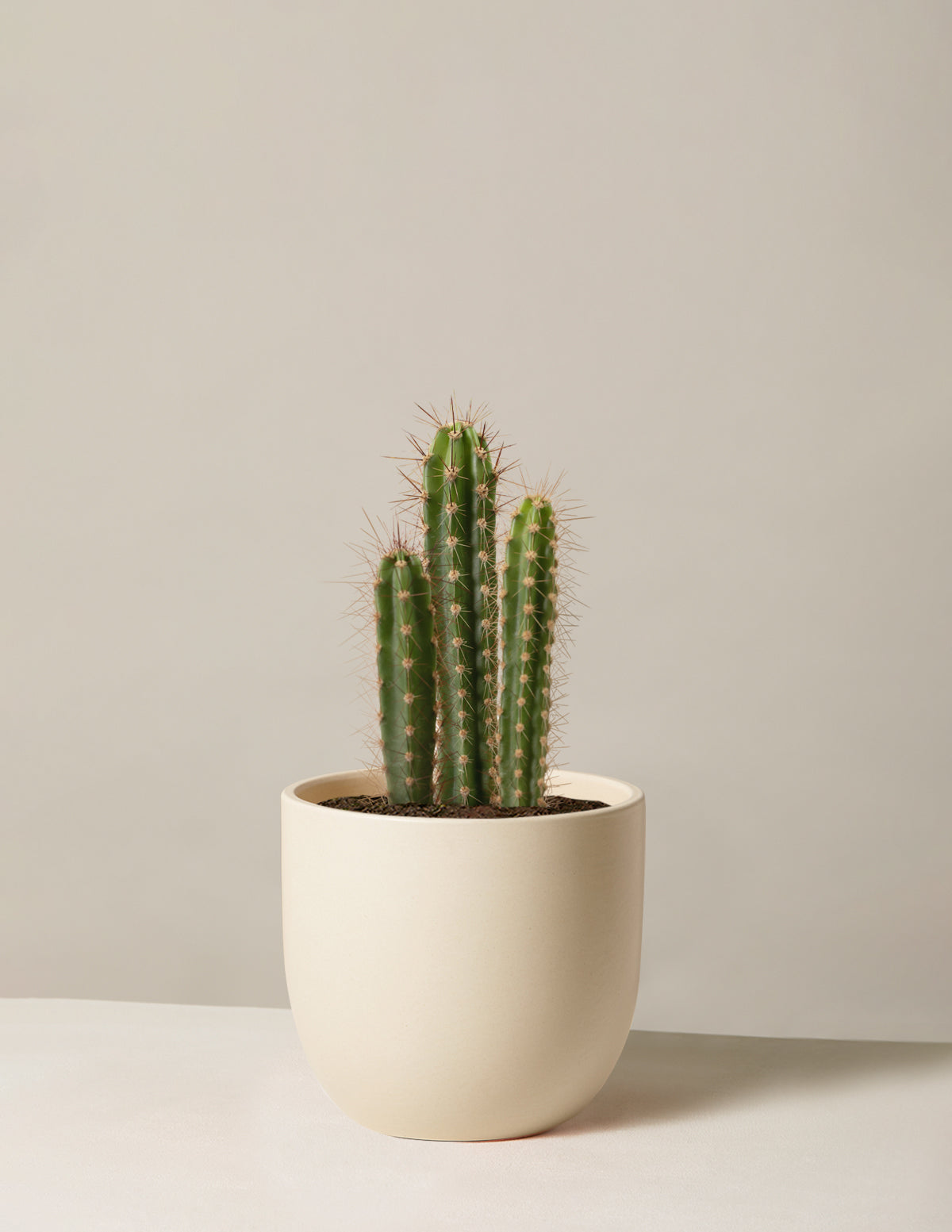 Column Cactus