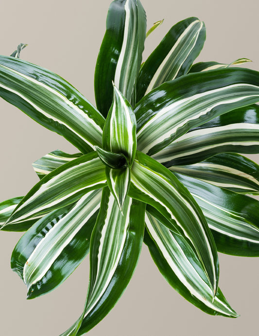 Dracaena Jewel Jade