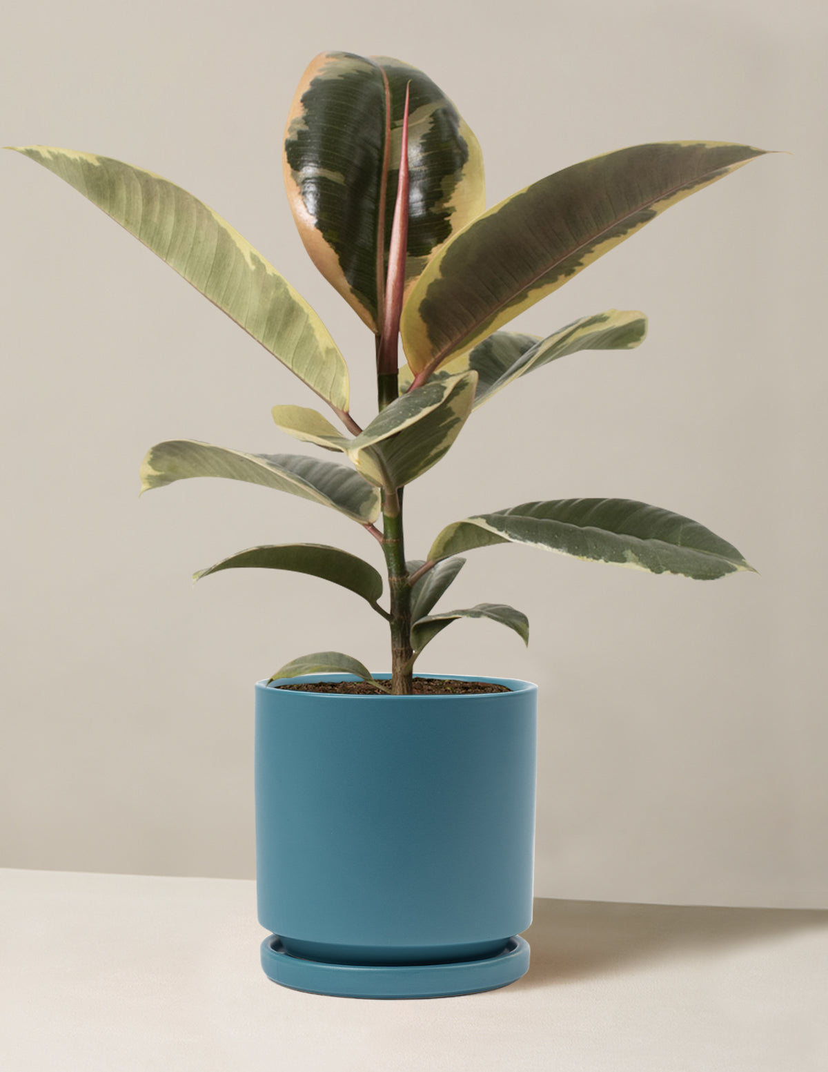 Ficus Tineke