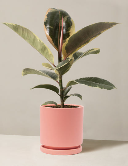 Ficus Tineke