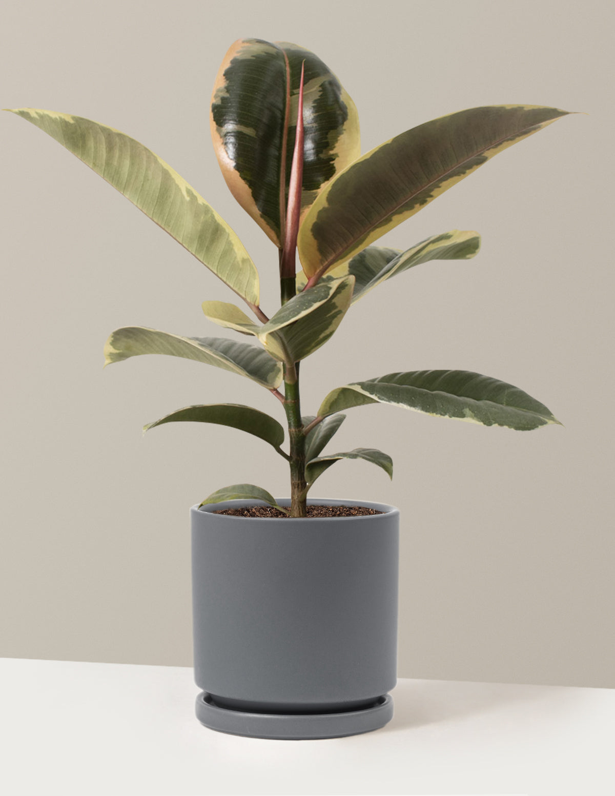 Ficus Tineke