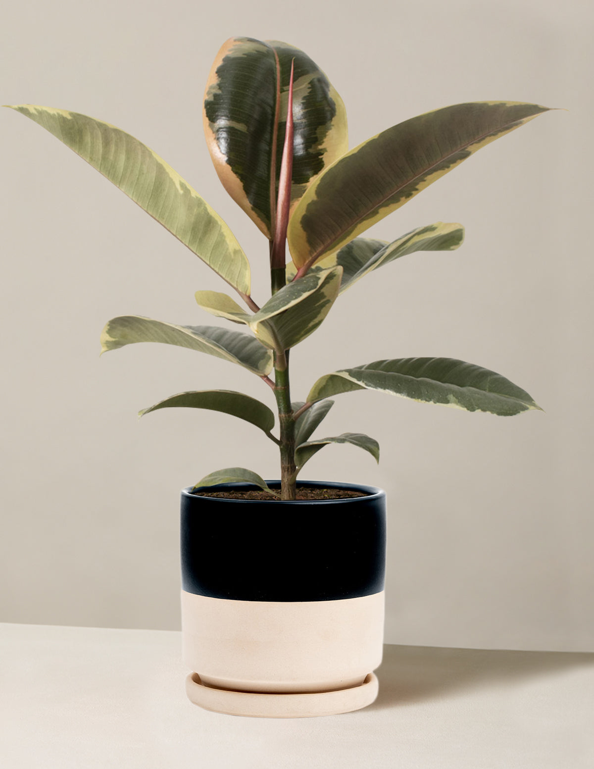 Ficus Tineke