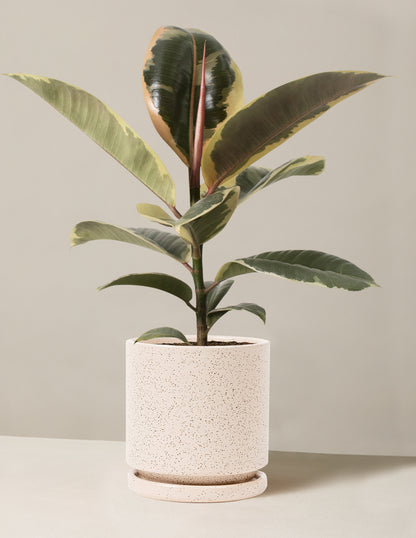 Ficus Tineke