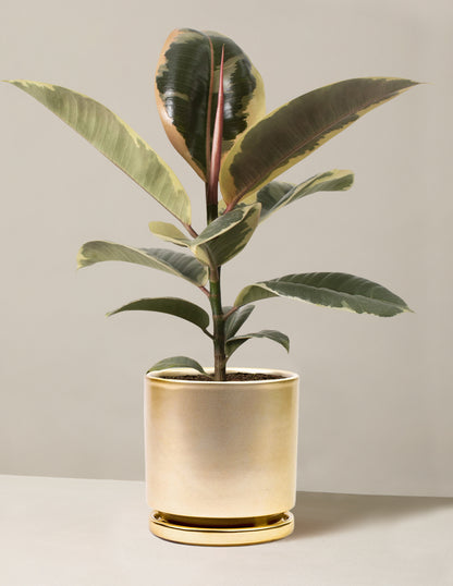 Ficus Tineke