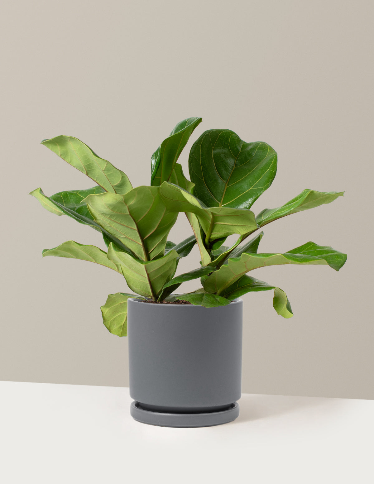 Live Plant selling Fiddle-leaf Fig with Pot 8'' Indoor Potted Plant Cylinder Ceramic Planter Pot