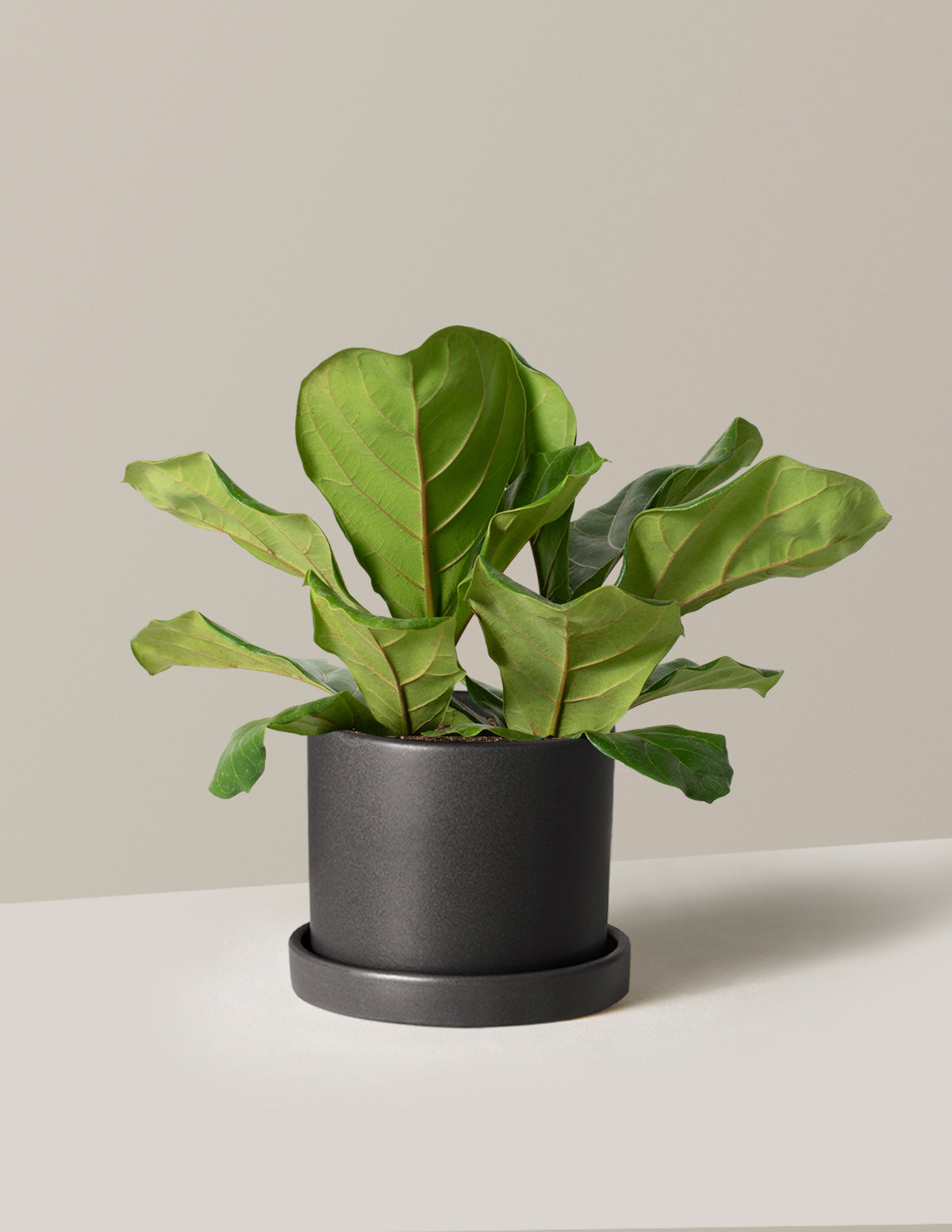 Fiddle Leaf Fig