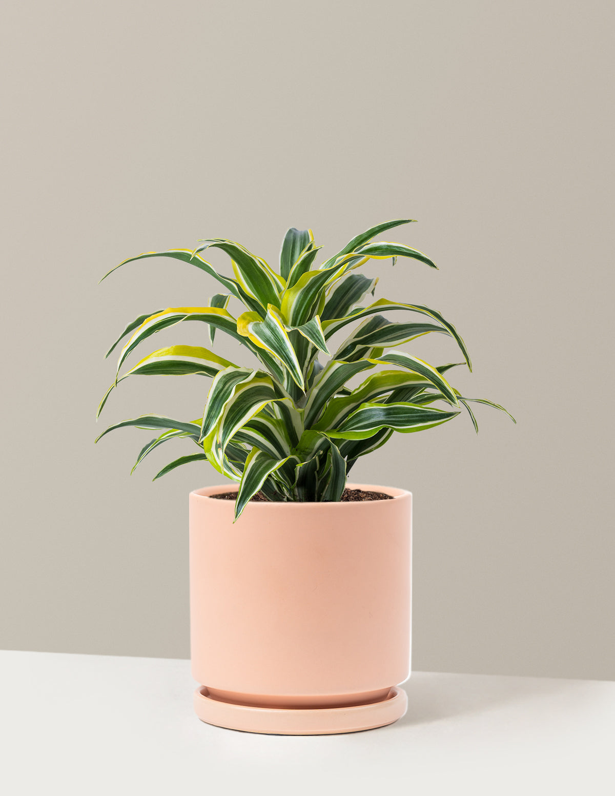 Dracaena Lemon Surprise