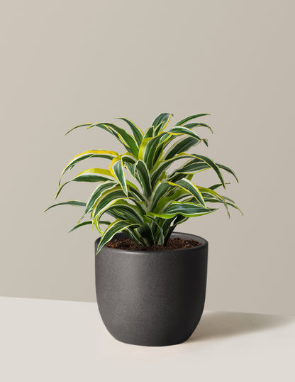 Dracaena Lemon Surprise