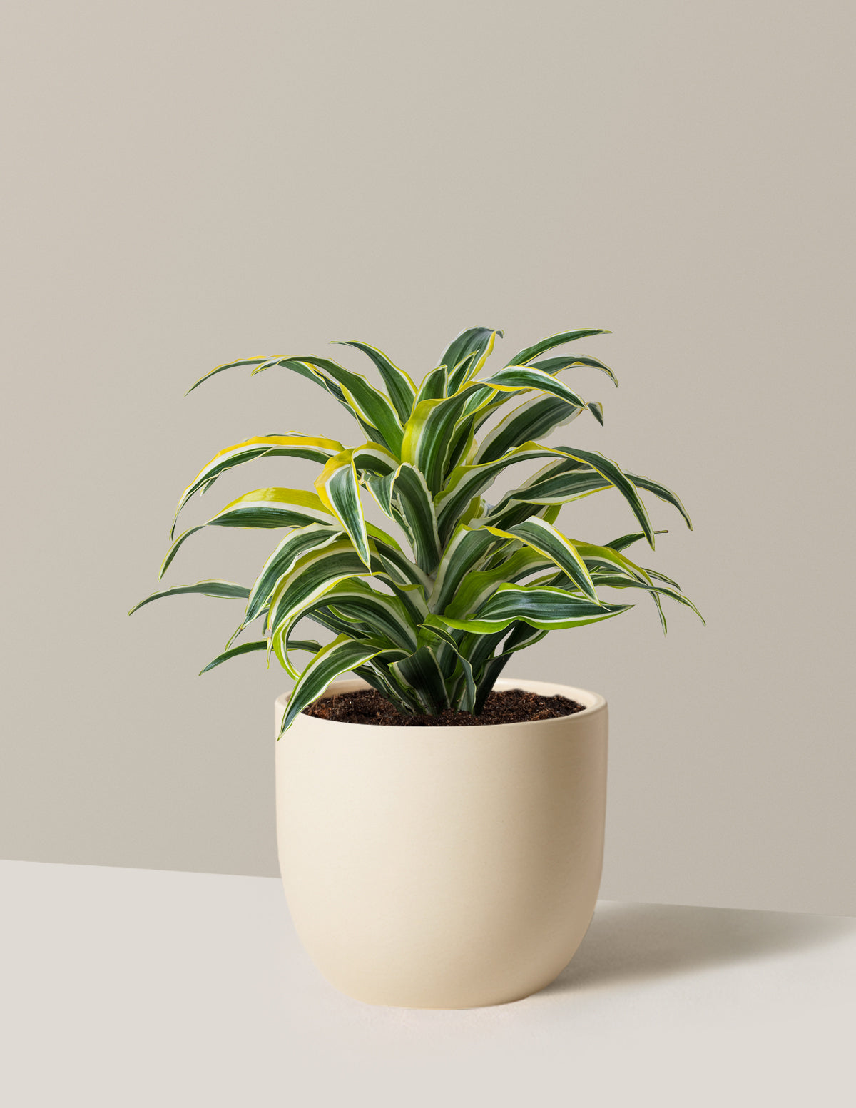 Dracaena Lemon Surprise