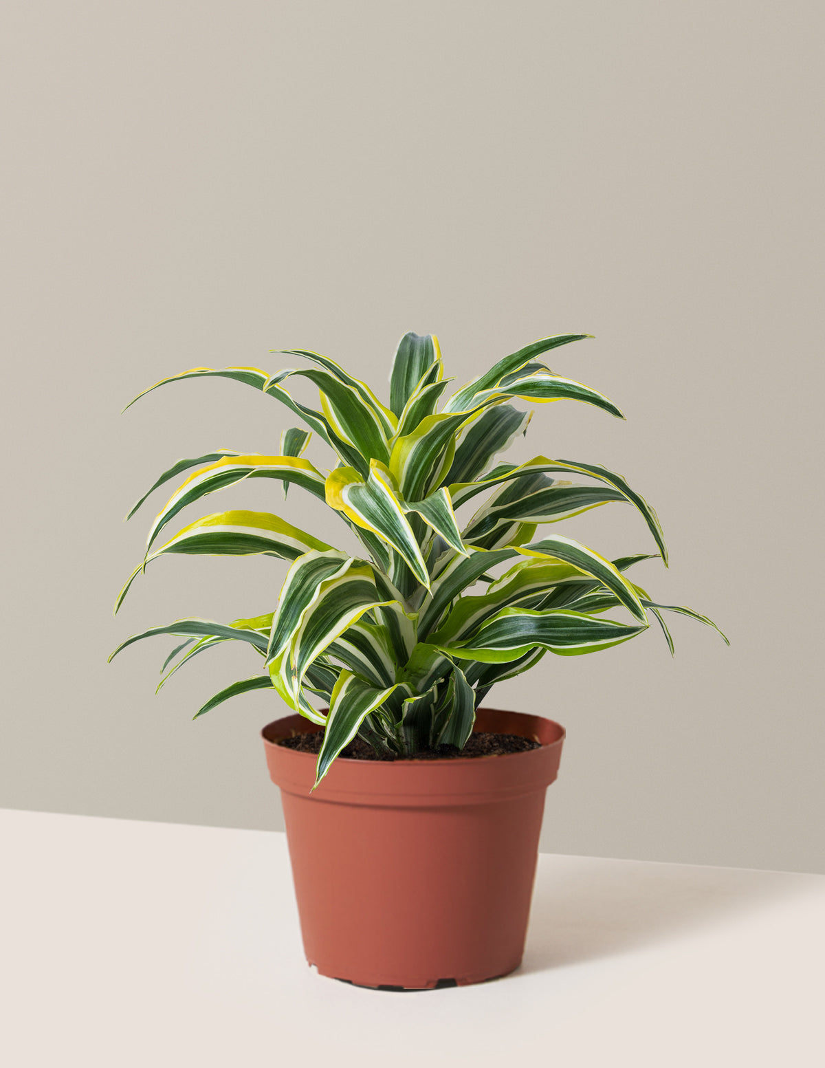 Dracaena Lemon Surprise