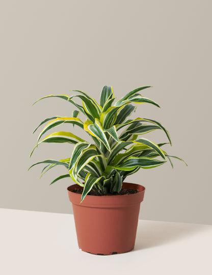 Dracaena Lemon Surprise