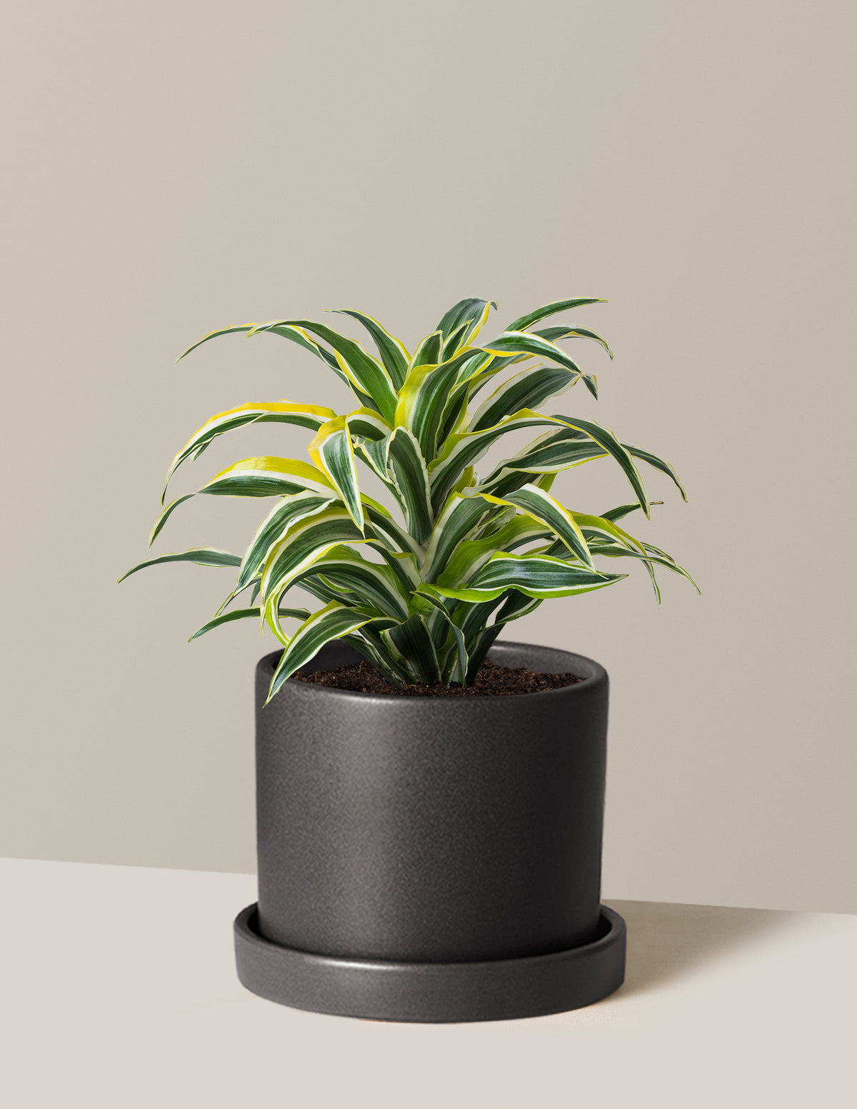 Dracaena Lemon Surprise