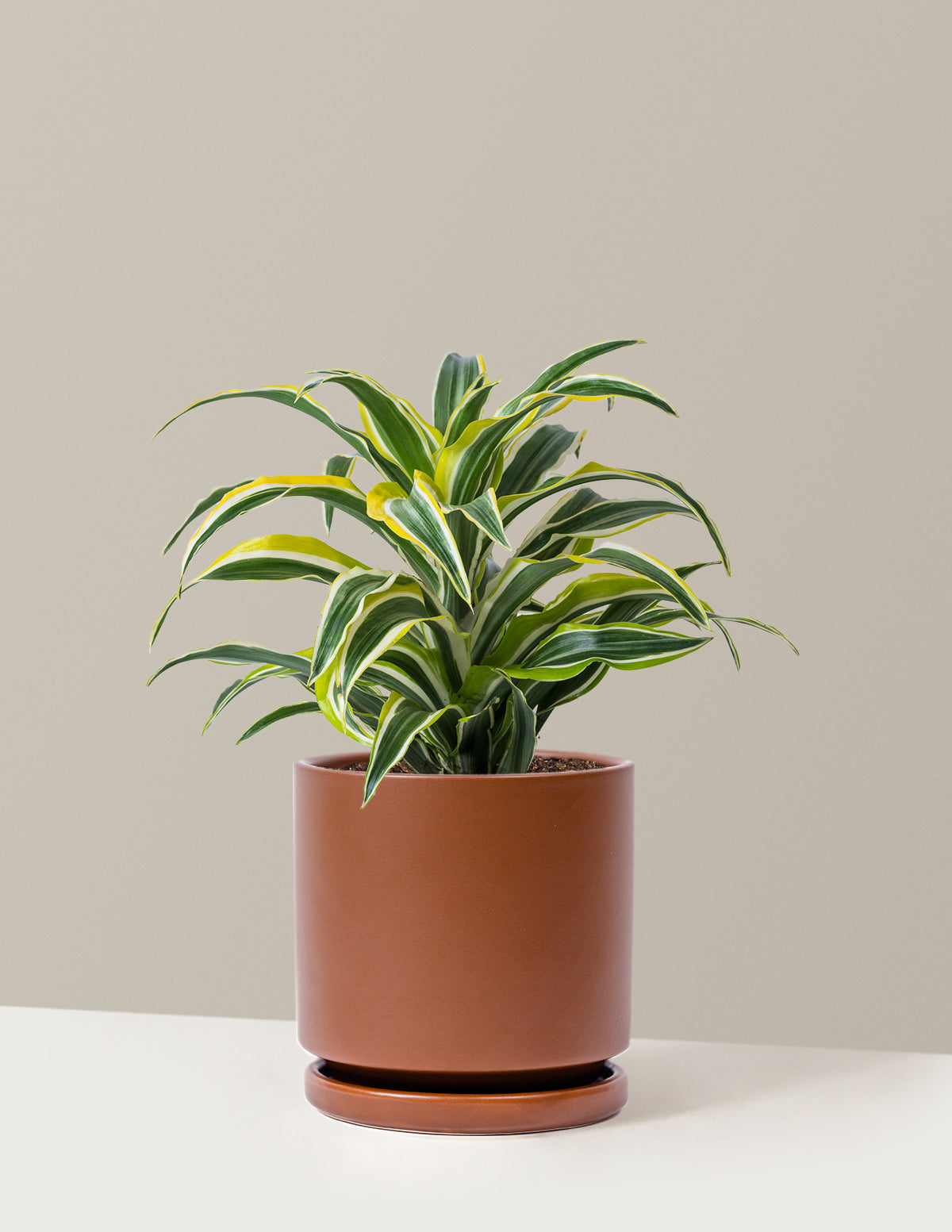 Dracaena Lemon Surprise