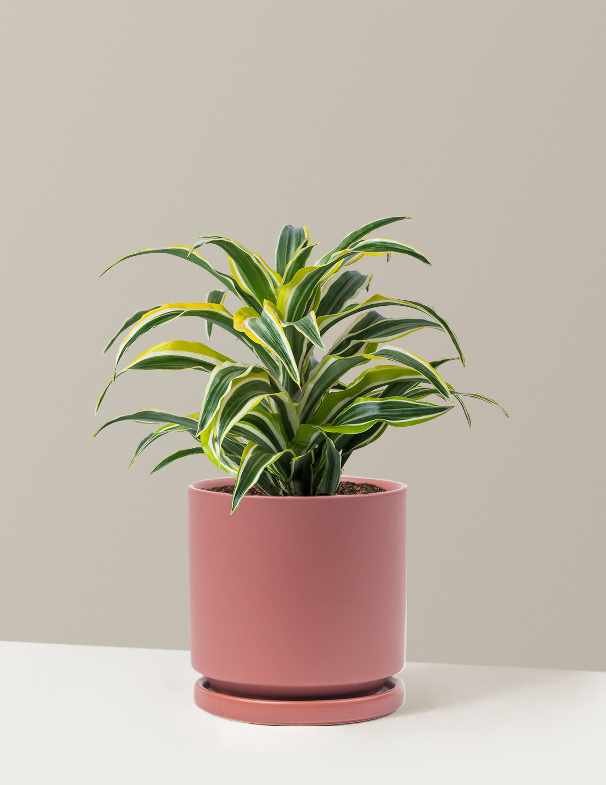 Dracaena Lemon Surprise