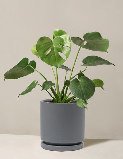 Monstera Deliciosa