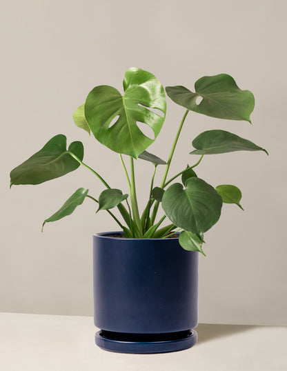 Monstera Deliciosa