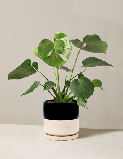 Monstera Deliciosa