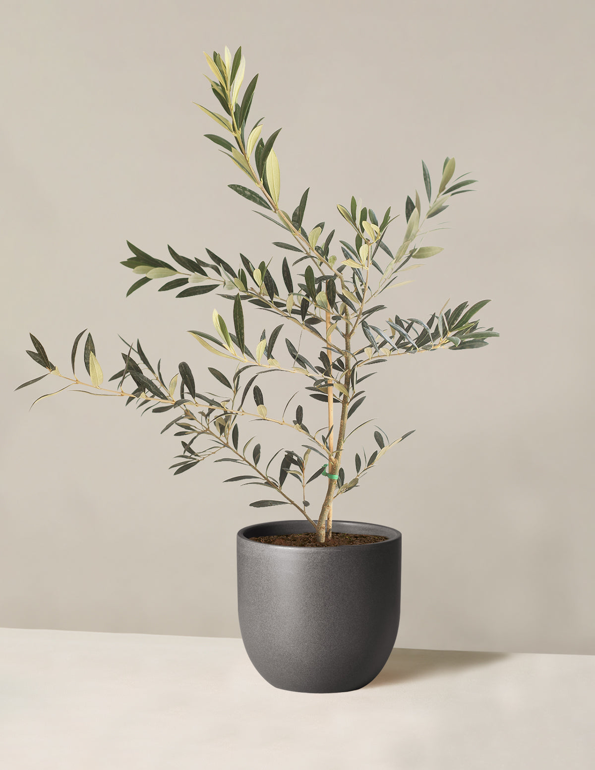 Olive Tree