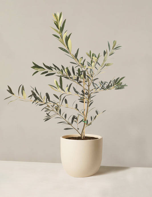 Olive Tree