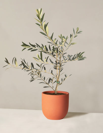 Olive Tree