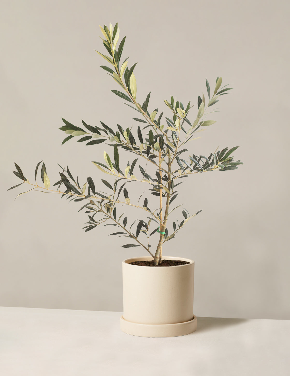 Olive Tree