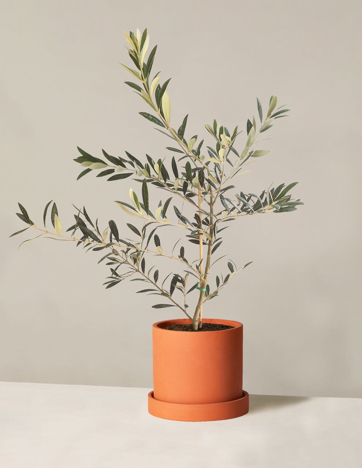 Olive Tree