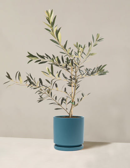 Olive Tree