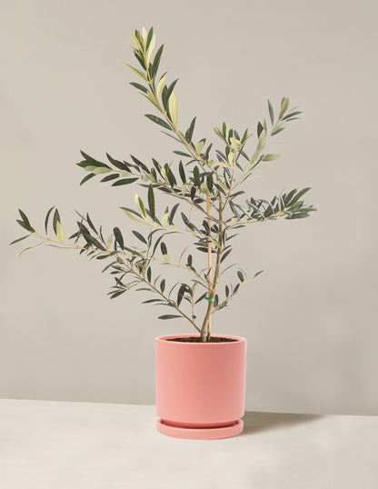 Olive Tree