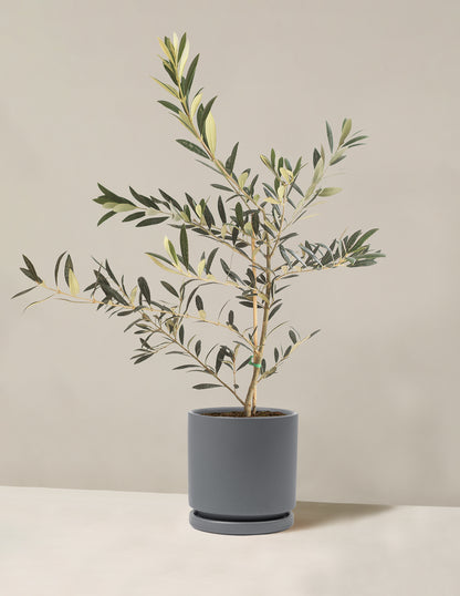 Olive Tree