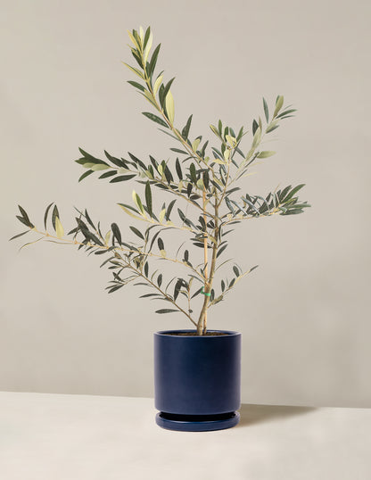 Olive Tree