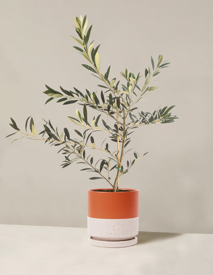 Olive Tree