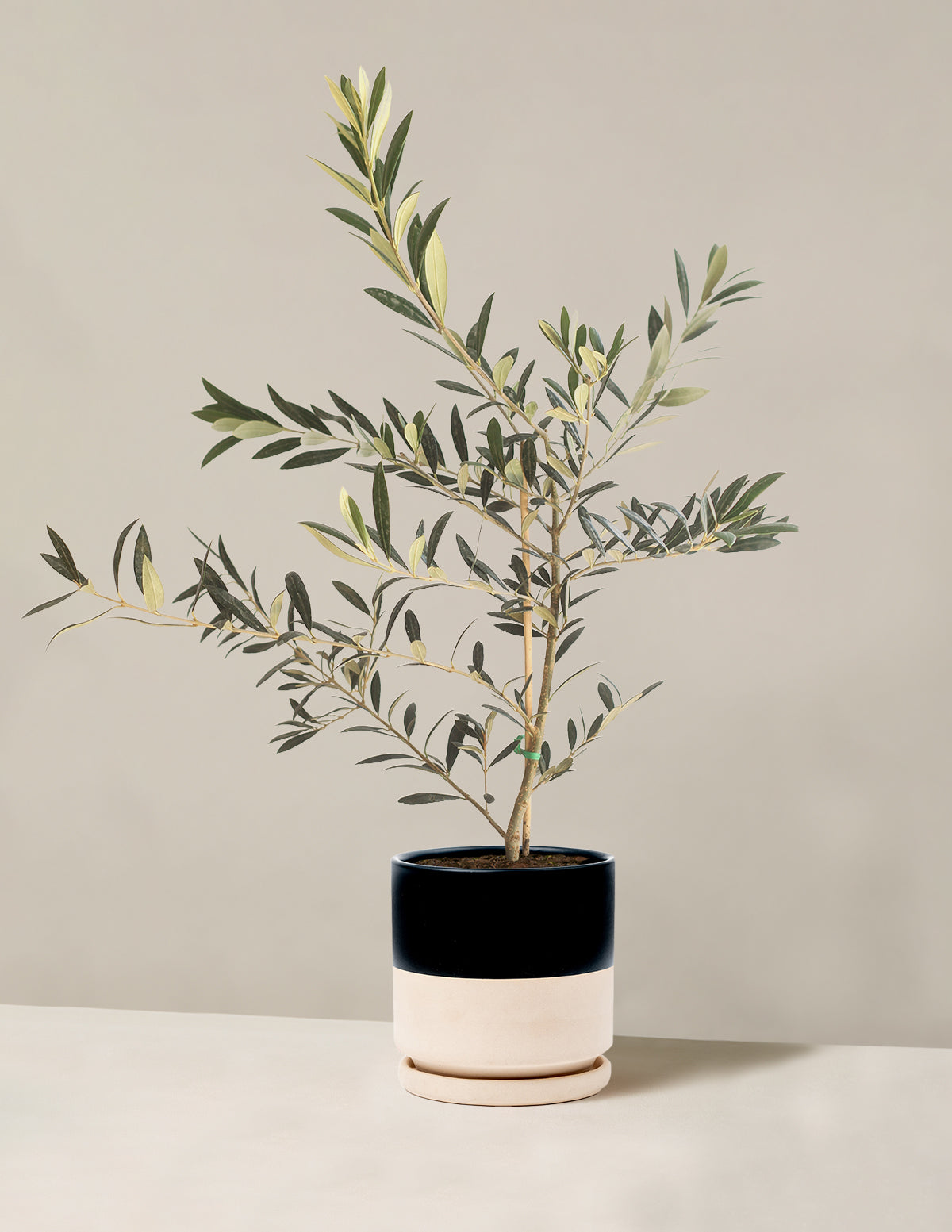 Olive Tree