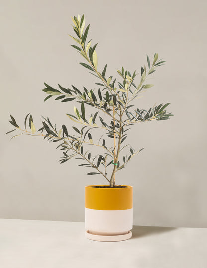 Olive Tree