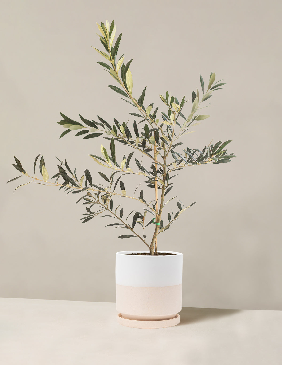 Olive Tree