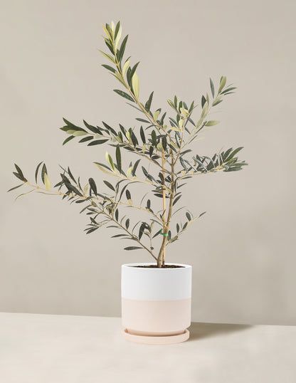 Olive Tree