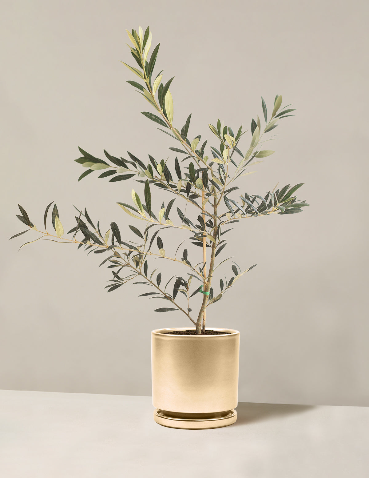 Olive Tree