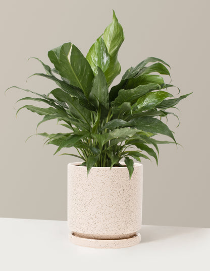 Peace Lily ‘Domino’