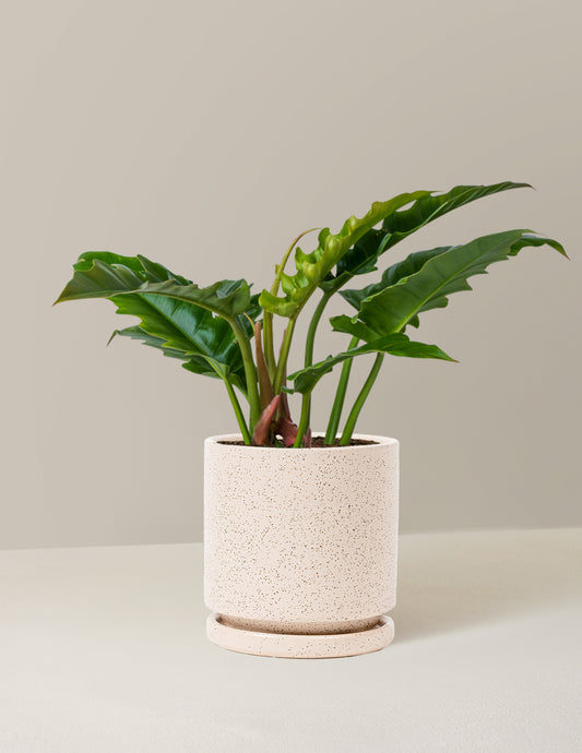 Philodendron Narrow