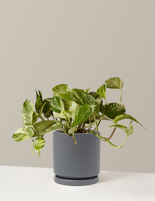 Pothos Marble Queen