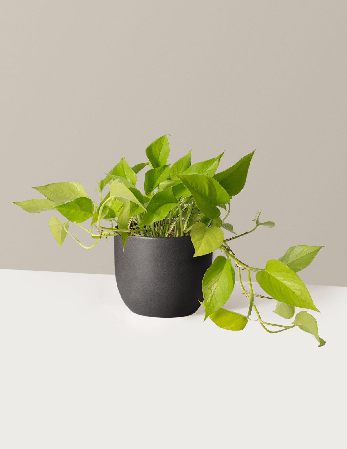 Pothos Neon