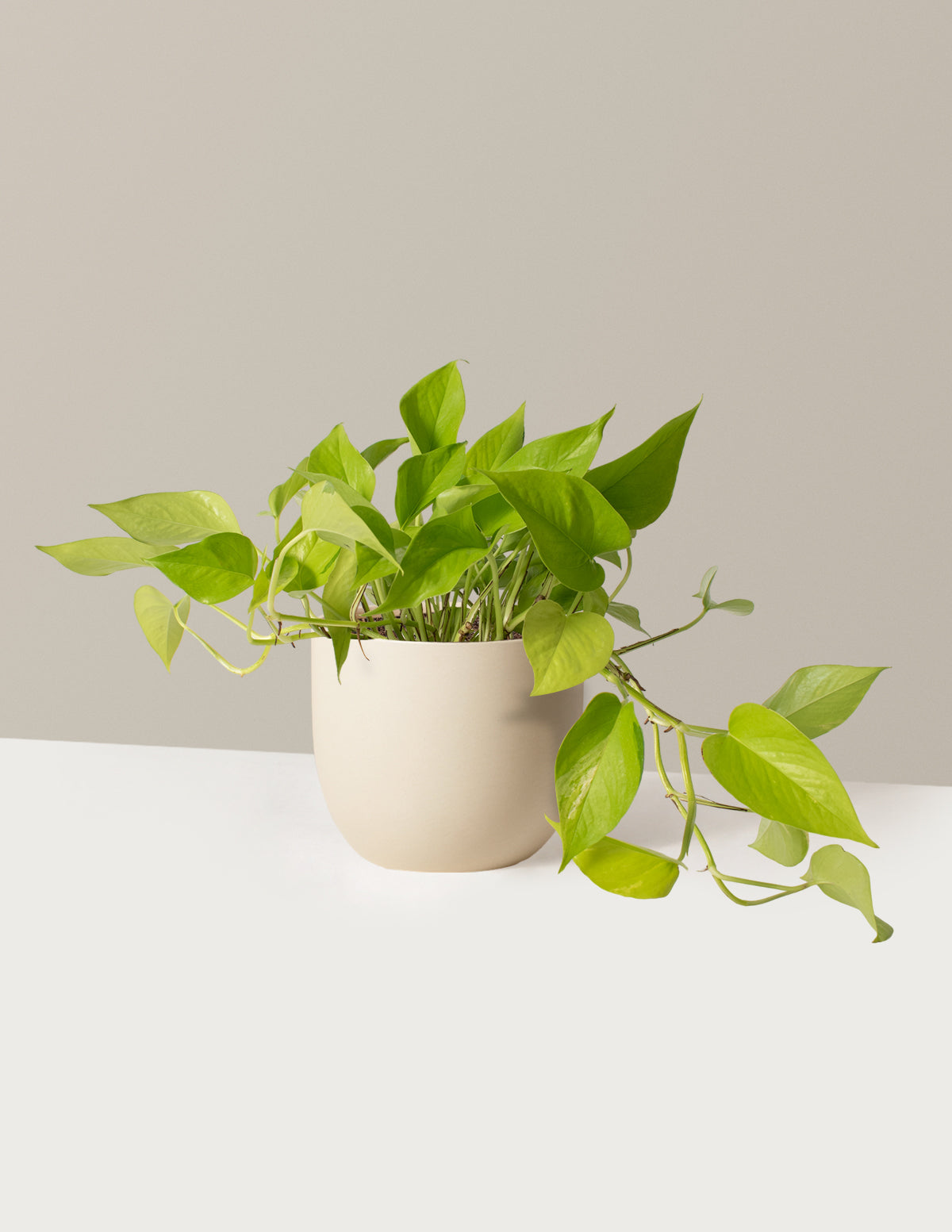 Pothos Neon