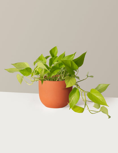 Pothos Neon