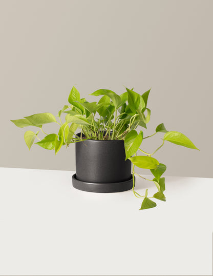 Pothos Neon