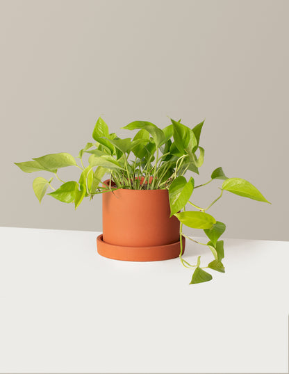 Pothos Neon