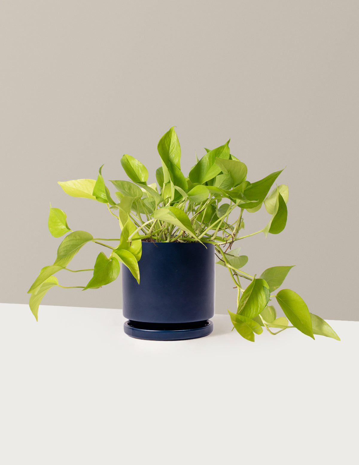 Pothos Neon