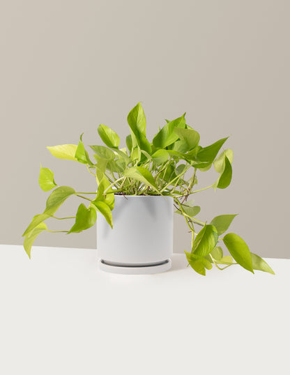 Pothos Neon