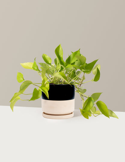 Pothos Neon