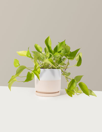 Pothos Neon